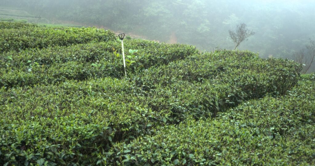 oolong tea in china